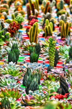 Rengarenk çömlekler içinde büyüleyici bir lezzet dizisi hayat doludur! Değişik dokuları ve canlı renkleri neşeli bir atmosfer yaratıyor..