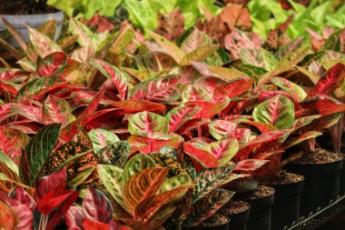 Zengin kırmızı ve yeşil renklerde büyüleyici bir Aglaonema bitkisi dizisi. Benekli yaprakları hayat ve renk dolu canlı ve gür bir sahne yaratıyor..