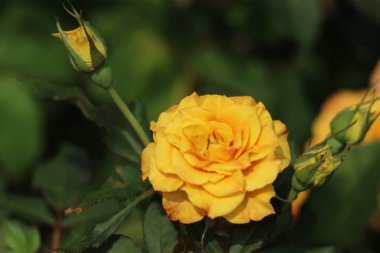 Sahnenin ortasında tek bir canlı sarı gül belirdi. Yaprakları yumuşak güneş ışığı altında açılıyordu. Etrafındaki tomurcuklar daha fazla güzelliğin geleceğine işaret ediyor. Huzurlu, doğal bir manzara yaratıyor..