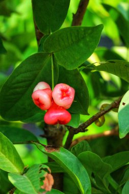 Canlı bir gül elması kümesi yemyeşil bir daldan sarkan, pembe renkleri güneş ışığında parlayan. Manzara huzurlu ve tropikal, huzur dolu..