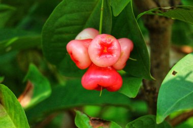 Olgun bir gül elması kümesi, canlı pembe renkleri koyu yeşil yapraklara güzel zıt bir şekilde bir dala nazikçe asılır. Sakin, doğal bir sahne..