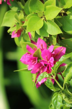 Bereketli pembe bougainvillea çiçekleri fışkırır, canlı renkleri zengin yeşil yapraklara karşı güzel bir şekilde zıtlaşır. Sakin ve canlı bir tropikal manzara..