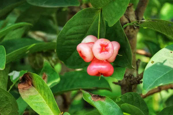 Bir gül gül elması kümesi güneş ışığıyla yıkanmış canlı yeşil bir dala nazikçe asılır. Sahne huzurlu bir doğal güzelliği çağrıştırıyor..
