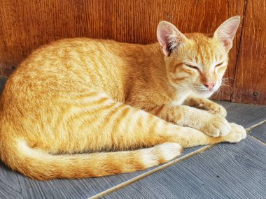 Kızıl bir tekir kedi, ahşap panelli bir duvara yaslanmış gri fayanslı bir zeminde mışıl mışıl uyur. Harika bir hayvan ve hayvan içeriği yaratır..