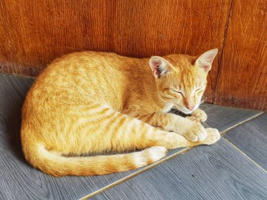 Turuncu bir tekir kedi, arkasında ahşap paneller olan serin gri bir fayansta tatlı tatlı uyuyor. Rahatlamayı ve evcil hayvanları resmetmek için bu resmi kullanın..