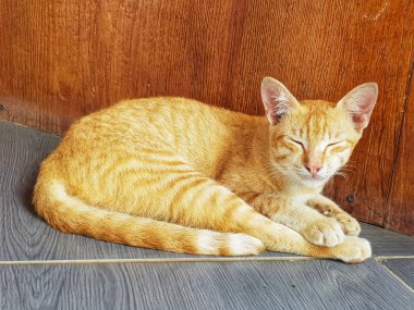 Turuncu tekir kedisi güneşli bir köşede rahat bir şekilde uyuyarak evcil hayvan ya da rahatlama temalı projeler için uygun hale gelir..