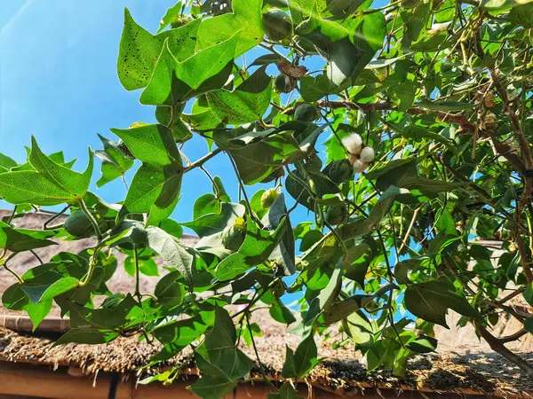 Verimli pamuk bitkisi canlı yeşil yapraklarını ve açık mavi gökyüzüne karşı gelişen beyaz tomurcuklarını gösteriyor. Tarım ve botanik içeriği için mükemmel..
