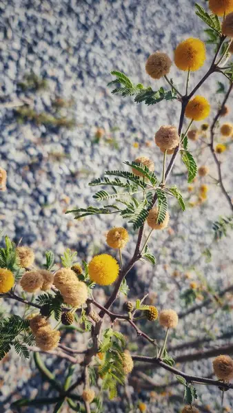 Güzel sarı pudra tozu çiçekleri dikenli bir dalda, çakıllı bir arka planda açar. Doğayı sevenler ve çiçek tasarımı için mükemmel bir ilham kaynağı..