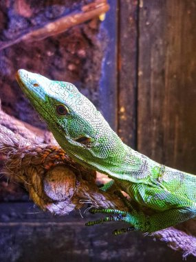 Yeşil bir kertenkeleye yakın çekim kalın bir ipte oturuyor, canlı pullarını ve benzersiz özelliklerini sergiliyor vahşi yaşam ve sürüngen içeriği için mükemmel..