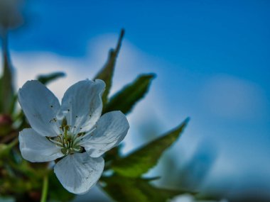 Blossoming orchid flower in the spring