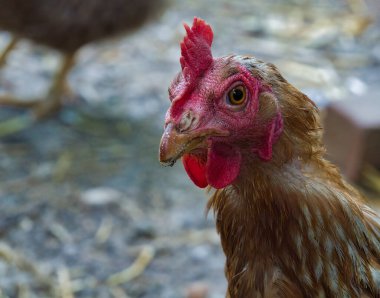 Tavuk tavuğu kamera lensine bakıyor.