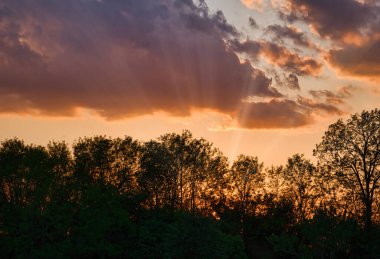 Güneş ışığıyla ağaçların arkasında güzel bir gün batımı.