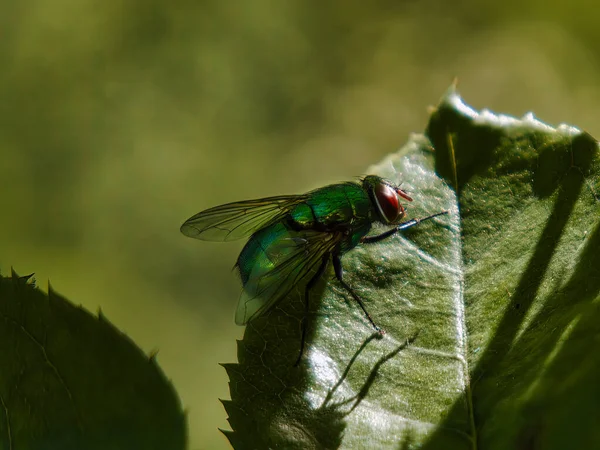 Κοντινό Πλάνο Μιας Πράσινης Μύγας Πράσινο Φύλλο Κατά Διάρκεια Της — Φωτογραφία Αρχείου