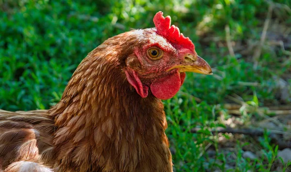 stock image The brown hen chicken glancing and starting at a camera lens with blurred grass in the background