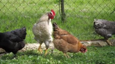 Genç tavuk horozu çiftlikte genç tavukla çiftleşiyor.