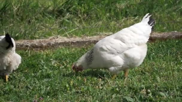 Hen Chickens Enjoying Time Free Range Farm — Stock Video