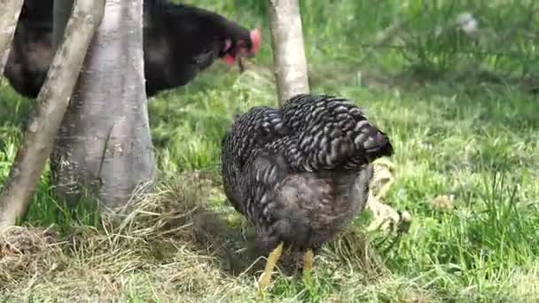 Tavuk Yavruları Serbest Çiftlikte Eğleniyor — Stok video