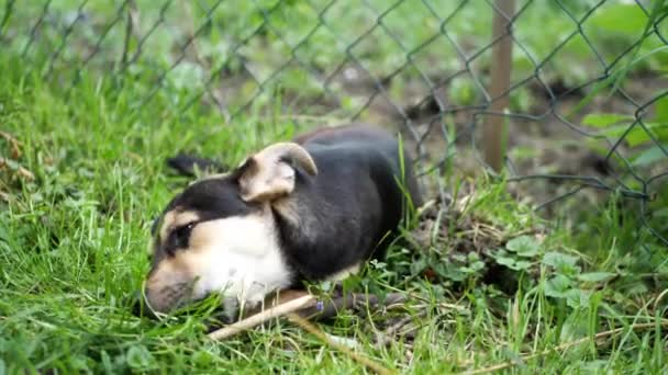 可爱可爱的小狗在啃骨头 克罗埃西亚小品种犬 克罗地亚语翻译 Mali Meidmurski Pas — 图库视频影像