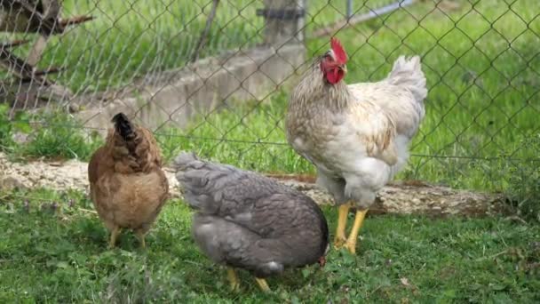 自由放任農場で過ごす鶏たちは — ストック動画