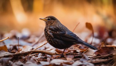 Açık hava karatavuğuna yakın