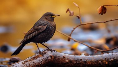 Açık hava karatavuğuna yakın