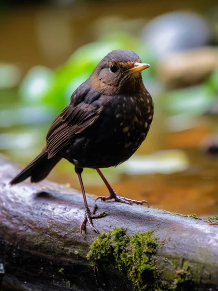 Close Comum Blackbird Livre — Fotografia de Stock