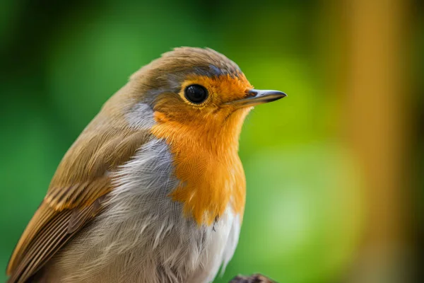 Närbild Utomhus Europeiska Robin Fågel — Stockfoto