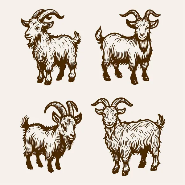 Ayakta Duran Keçi Vektör Seti, Klasik Boynuzlu Keçi Resimleri