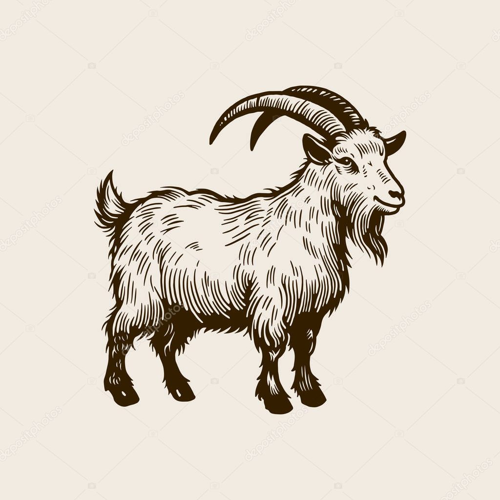 Vintage Goat Illustration, Hand Drawn Engraved Style Farm Animal Vector