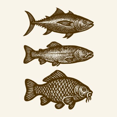 Klasik Balık İllüstrasyon Seti, El Çekimi Ton Balığı, Bas ve Sazan Vektör Koleksiyonu
