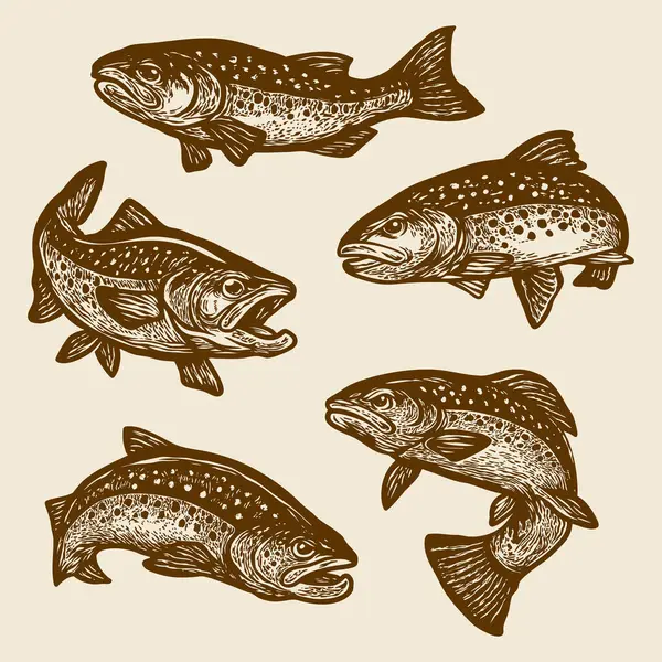 Klasik Alabalık Balık İllüstrasyon Seti, El Çekimi Tatlı Su Balık Vektör Koleksiyonu