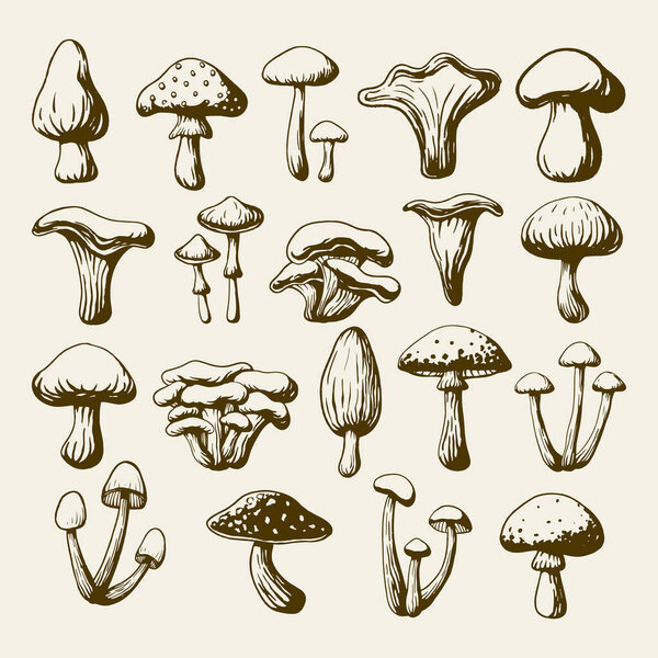  Hand Drawn Mushroom Line Art Collection, Vintage Fungi Botanical Illustration Set