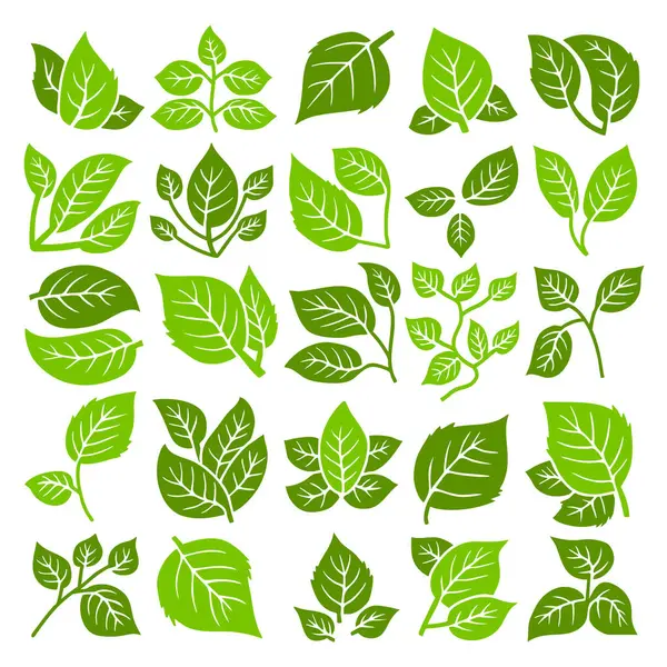 Yeşil Yaprak Vektör Kümesi, Doğa Bitkisi Yaprak Simgesi Koleksiyonu
