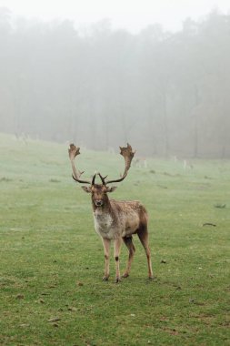 deer in their natural habitat. Photo of a deer grazing in a pasture early on a foggy morning surrounded by tall pine trees. The deer looks intently into the distance. clipart