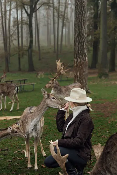 Ulusal parkta geyikleri besleyen genç bir kadın. Geyik, yiyecek almak için kadının etrafını sardı. Geyiklerle sisli sabah ormanı. Kavram adamı vahşi doğada