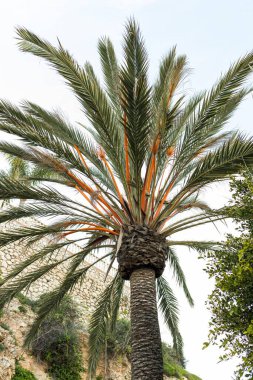 Palmiye ağaçları ve sokak lambalarıyla geniş açılı deniz kenarı gezinti alanı