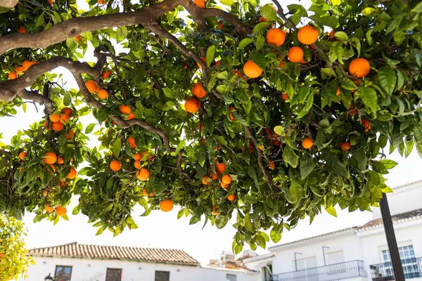Yeşil yapraklara karşı parlak portakallar tazelik ve doğallık hissi taşır. Bu resim eko-projelerde, organik ürün reklamlarında ya da doğal yaşam tarzıyla ilgili konularda kullanılabilir..