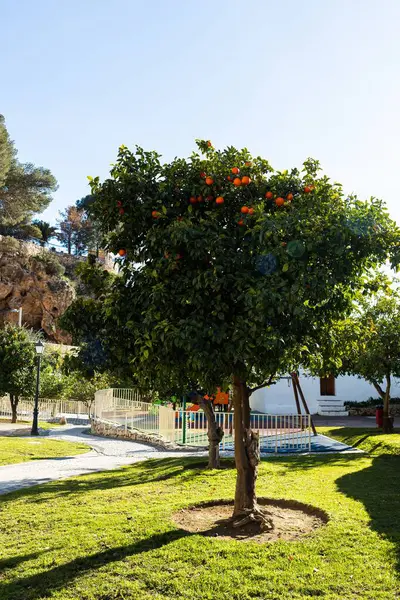 Yeşil yapraklara karşı parlak portakallar tazelik ve doğallık hissi taşır. Bu resim eko-projelerde, organik ürün reklamlarında ya da doğal yaşam tarzıyla ilgili konularda kullanılabilir..