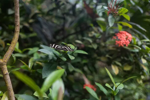 Siyah beyaz kanatlı çizgili bir kelebek yeşil bir dala nazikçe yerleşir. Kelebeğin yakın çekim görüntüsü, kanatlarının en küçük detaylarını görmenizi sağlar. Zarif desenlerle süslenmiştir..