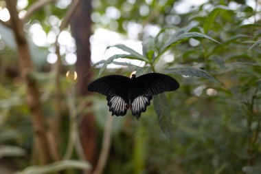 Bir dalda oturan kelebek. Orta boy. Güneşli bir gün ve kelebek. Parlak kanatlı böcek.