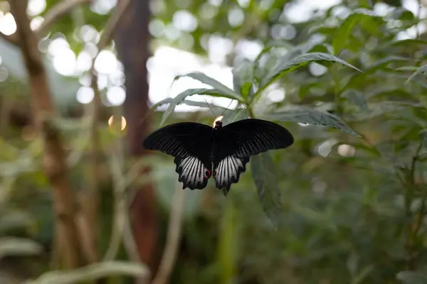 Bir dalda oturan kelebek. Orta boy. Güneşli bir gün ve kelebek. Parlak kanatlı böcek.