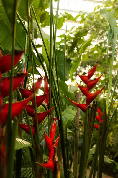 Tropikal bir bahçede sık yeşillikler arasında büyüyen helkona benzeri parlak kırmızı çiçekler. Güneş ışığı yaprakların arasından süzülür, sıcak bir atmosfer yaratır ve bitkilerin zengin renklerini ön plana çıkarır..