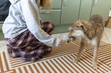 Köpeğe mutlu bir hayat için ikinci bir şans verildi. Köpeğe yeni evinde kendini güvende ve mutlu hissediyor. Sığınak hayvanlarının fırsat verildiğinde harika birer eş olabileceklerini hatırlatıyor.