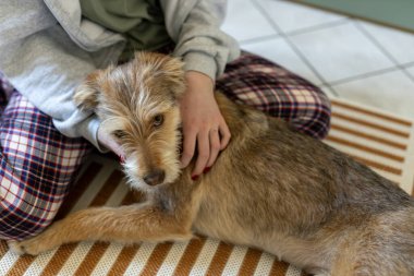Bir ergenle melez bir köpek arasındaki bağ, hayvanların nasıl sadık bir dost ve bir neşe kaynağı olabileceğinin açık bir kanıtıdır. Gençler ve köpekler arasındaki arkadaşlık kavramı. Yüksek kalite fotoğraf