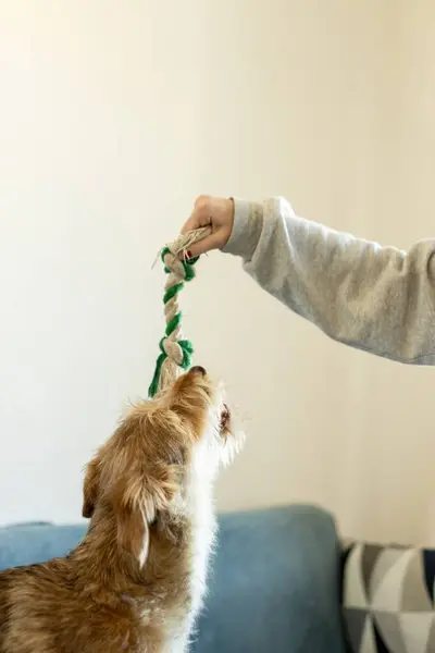 Bir genç bir köpekle oynuyor. İple oynamak köpeğin kaslarını güçlendirmesini ve koordinasyonunu geliştirmesini sağlar. Sığınak hayvanları için oyunlar insanlara olan güvenlerini arttırır. Yüksek kalite fotoğraf