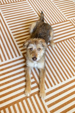 Çizgili halıya uzanmış melez bir köpek yavrusu. Köpek kameraya bakıyor. Yüksek kalite fotoğraf