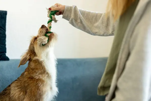 Kız evcil hayvanıyla çekiştirip duruyor. Ergenlik çağındaki oynak köpekler. Yüksek kalite fotoğraf