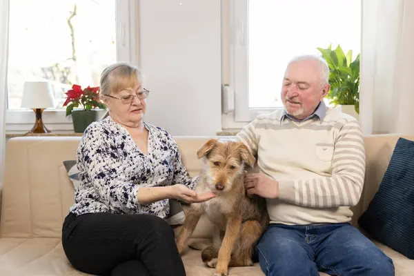 Mutlu yaşlı çift portresi. Kanepede oturmuş emekliliğin tadını çıkarıyorlar. Yüksek kalite fotoğraf