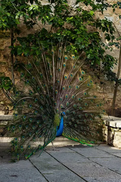 Görkemli bir tavus kuşu çarpıcı göz desenleriyle canlı yanardöner tüyler sergiliyor. Zengin mavi ve yeşil tüyleri doğada büyüleyici, zarif ve egzotik bir manzara yaratır. Yüksek kalite fotoğraf