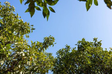 Güneşli bir günde bulutsuz mavi gökyüzüne karşı yeşil ağaç dalı. Yüksek kalite fotoğraf